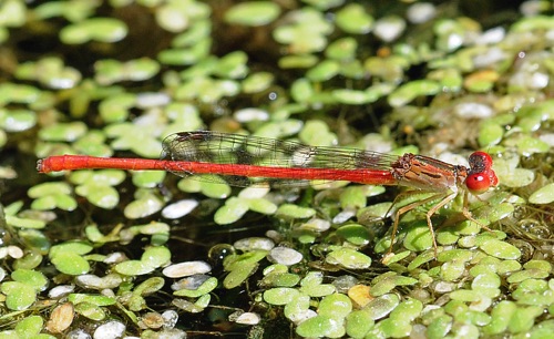 Male
2010_09_24_Wakulla_FL